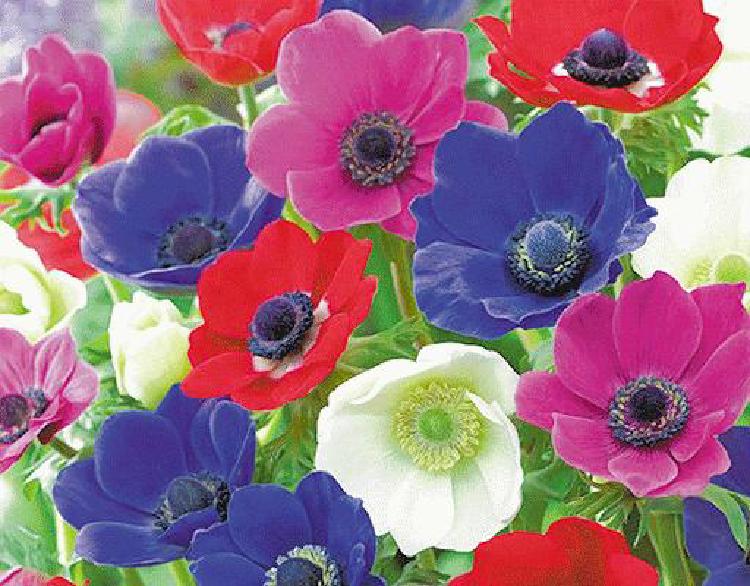 아네모네 꽃말, 웨딩에서 왜 핫할까