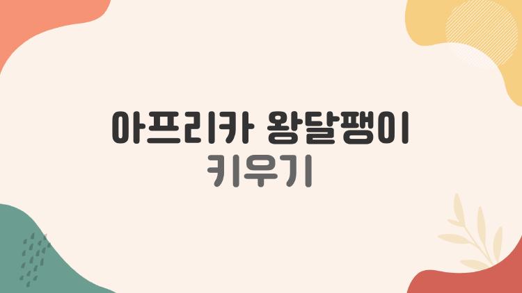 아프리카 왕달팽이 키우기