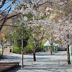 벚꽃 캠핑장 추천, 올해 예약 전쟁 피하는 초보자 꿀팁 대공개