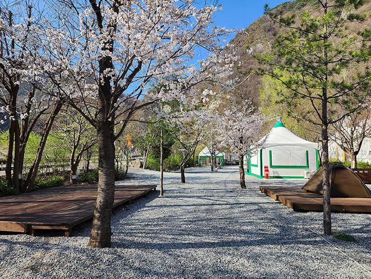 벚꽃 캠핑장 추천, 올해 예약 전쟁 피하는 초보자 꿀팁 대공개