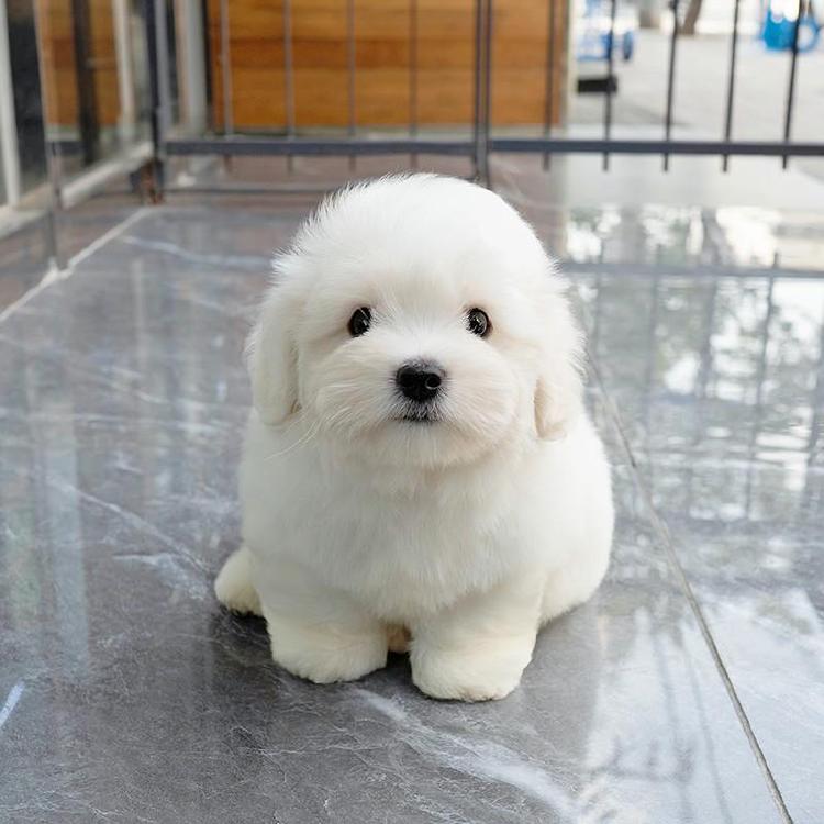 꼬똥 드 툴레아