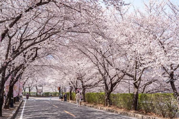 대구 벚꽃 개화시기 언제가 딱? 서울보다 훨씬 빨라