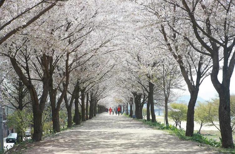대구 벚꽃축제, 2026 주말 주차 대참사 피하는 비밀 팁