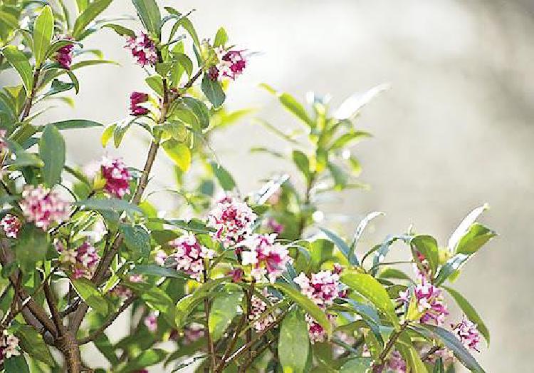 천리향 키우기 물주기 과습으로 망한 나의 피눈물 경험… 살린 비법 공개해요