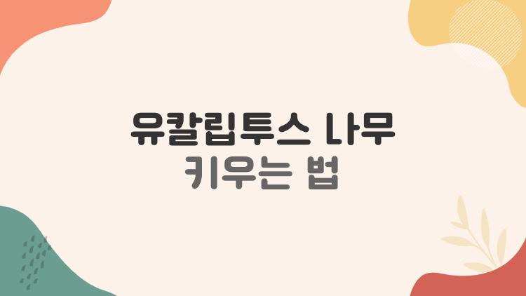 유칼립투스 나무 키우는 법