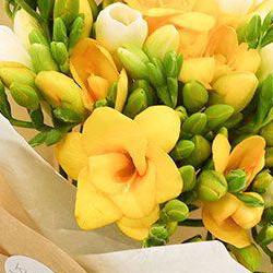 프리지아 꽃다발 가격, 금값 된 이유에 충격!