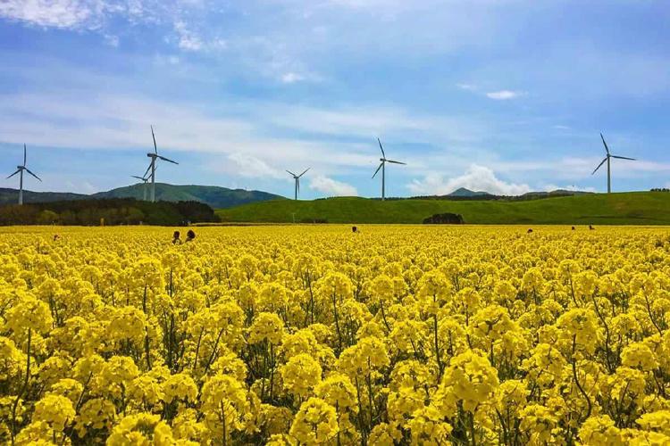 후쿠오카 3월 축제, 유채꽃 바다에 인스타 대박 난 사연