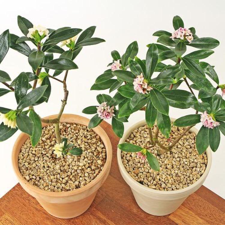 천리향 키우기 실내, 겨울 향기 폭발 비법 대공개