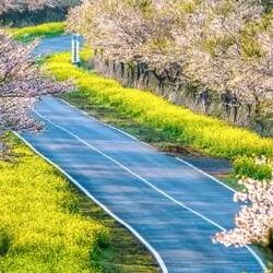 제주도 벚꽃 개화, 올해 3월 중순에 터진다? 미리 잡아야 할 이유