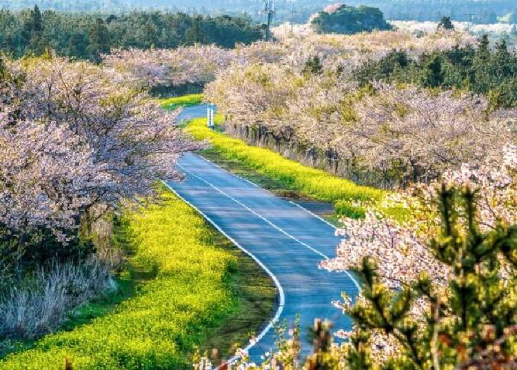제주도 벚꽃 개화, 올해 3월 중순에 터진다? 미리 잡아야 할 이유