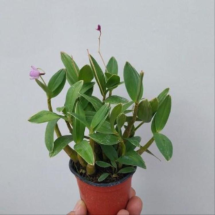 긴기아난 분갈이 흙 뭐 써야 꽃 폭발나요?