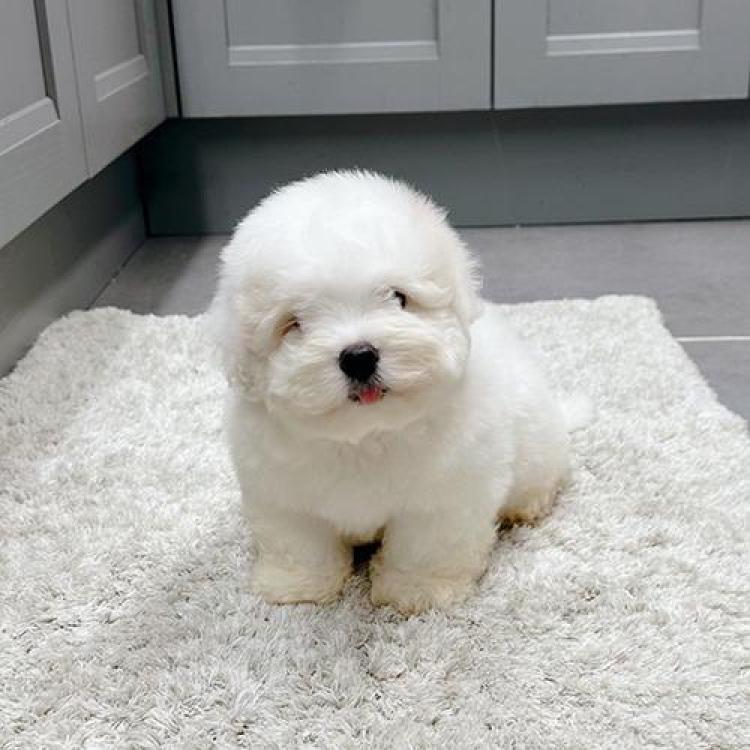 꼬똥 드 툴레아