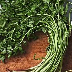 미나리 효능 효과가 당신 몸 바꾼다고?