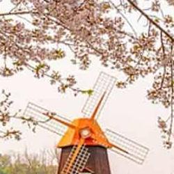 벚꽃캠핑장 파주, 예약 대란 피하는 비밀 타이밍 공개!