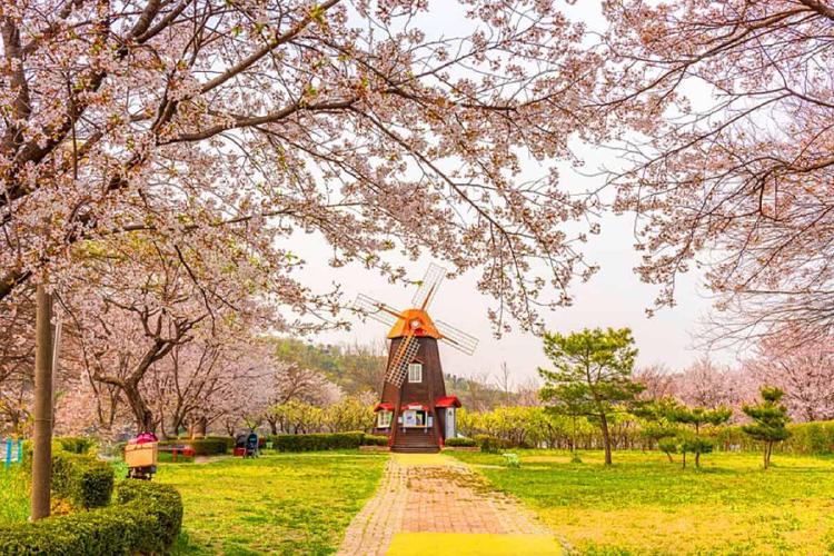 벚꽃캠핑장 파주, 예약 대란 피하는 비밀 타이밍 공개!