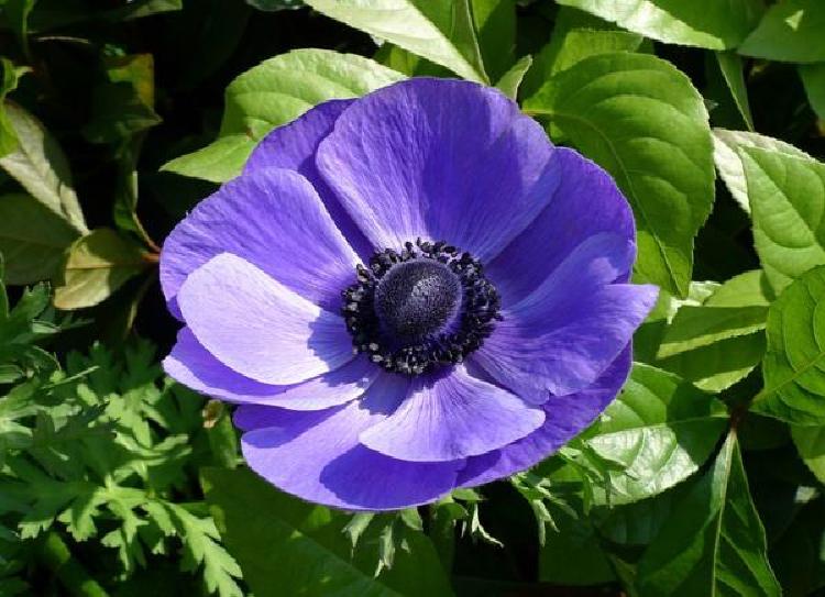 보라색 아네모네 꽃말, 2026 웨딩 트렌드 폭발 중