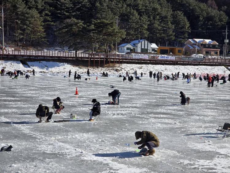 평창송어축제 2026