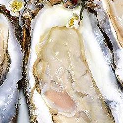 섬진강 벚굴 가격 터졌다! 2026 제철 직구 꿀팁 대공개