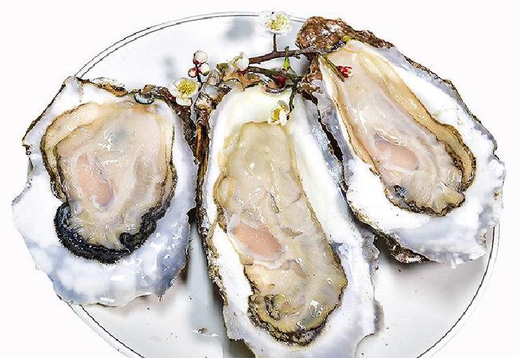 섬진강 벚굴 가격 터졌다! 2026 제철 직구 꿀팁 대공개