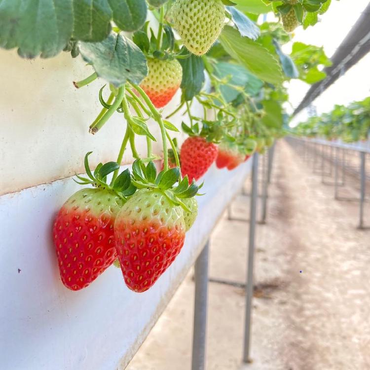 딸기체험 프로그램, 아이들 눈 반짝이는 서울 근교 숨은 명소들