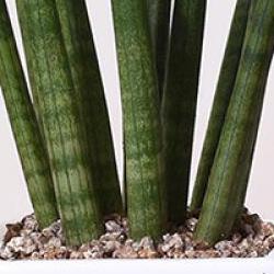 스투키 물주기 간격, 겨울에 물 끊어도 돼요?