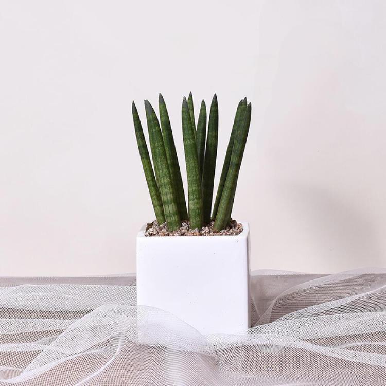 스투키 물주기 간격, 겨울에 물 끊어도 돼요?