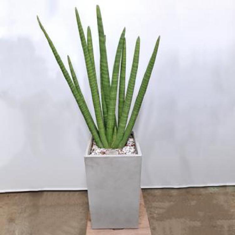 스투키 물주기 기간, 과습으로 망한 스투키 살려낸 비법