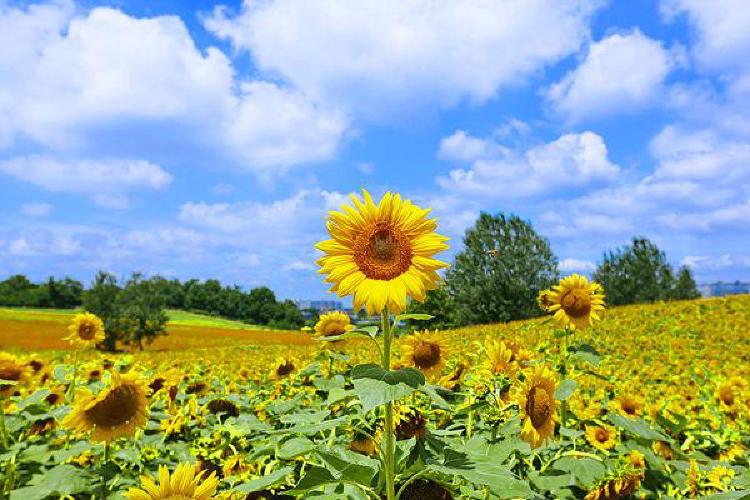 해바라기 꽃말, 재물운 터지는 2026 비밀