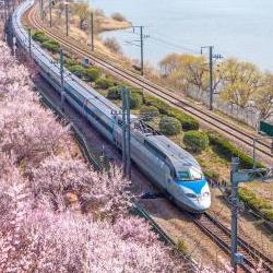 원동 매화축제 기차 타고 50분만에 봄맞이, 주말 표 매진 비밀