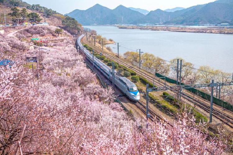 원동 매화축제 기차 타고 50분만에 봄맞이, 주말 표 매진 비밀